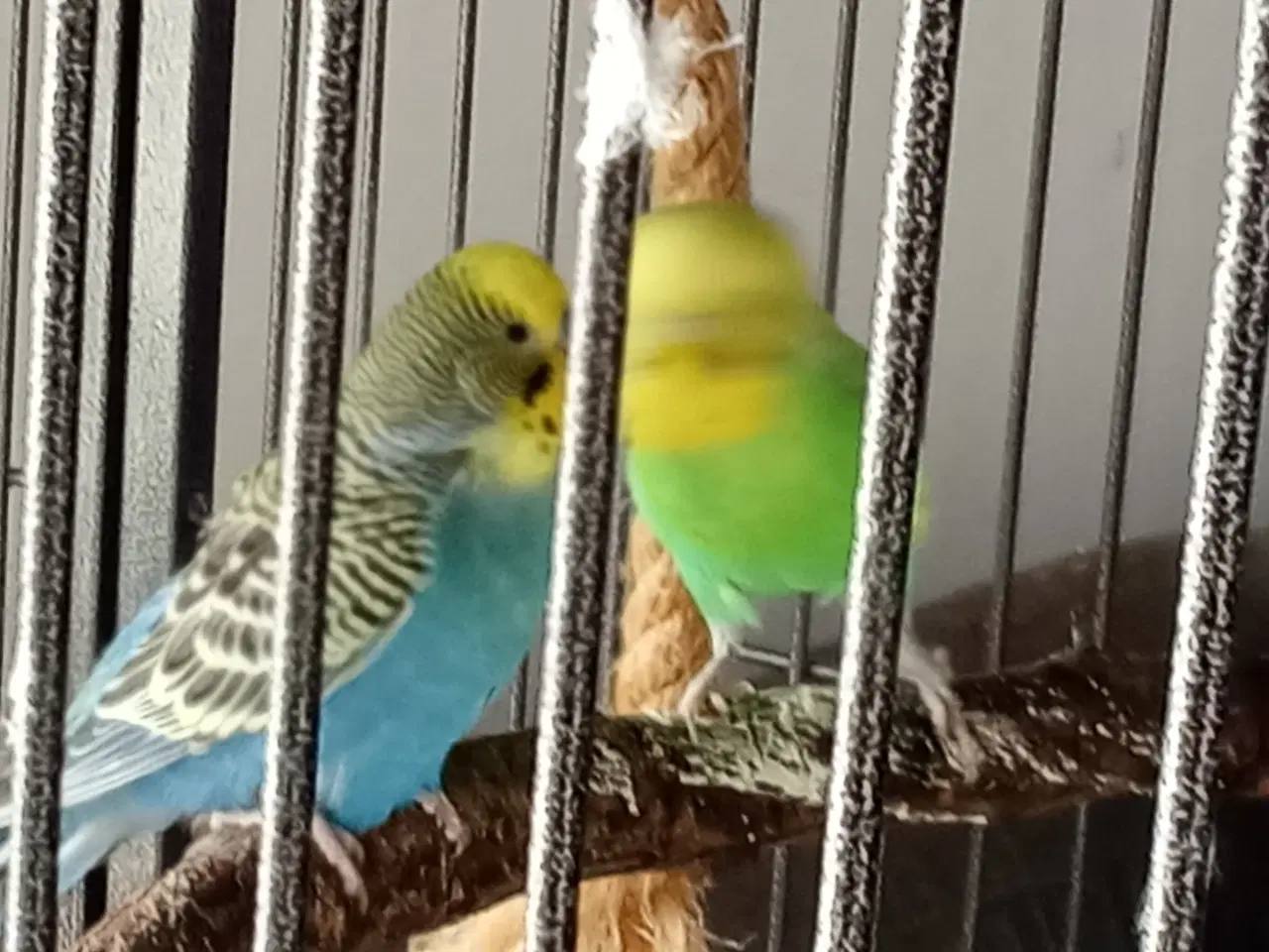 Billede 3 - 2 undulater gul og blå samt 2 nymfer 