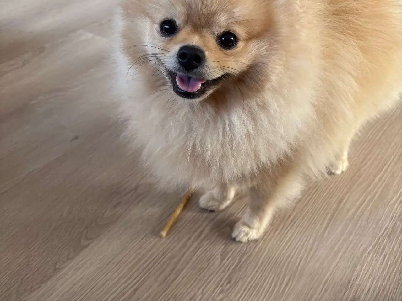 Billede 4 - Pomeranian 