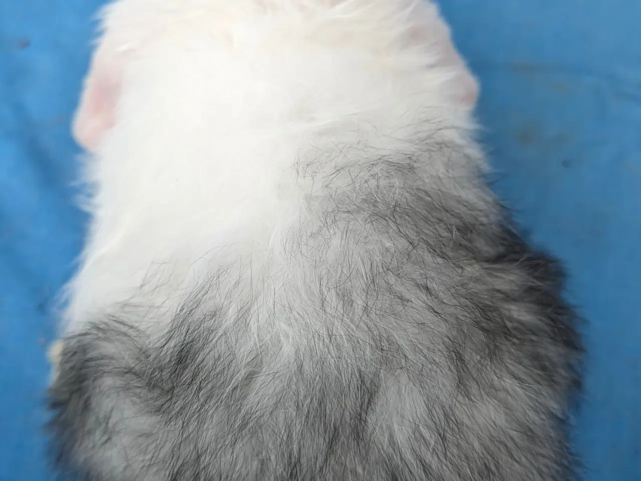 Billede 2 - Minilop kaninunge sælges 