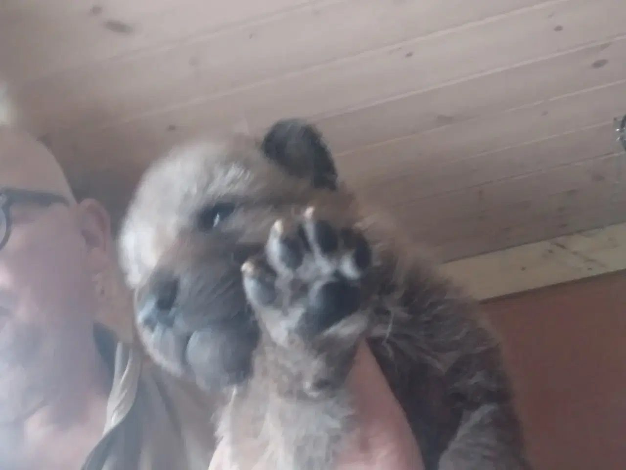 Billede 6 - tjekkoslovakiske ulvehunde hvalpe til salg