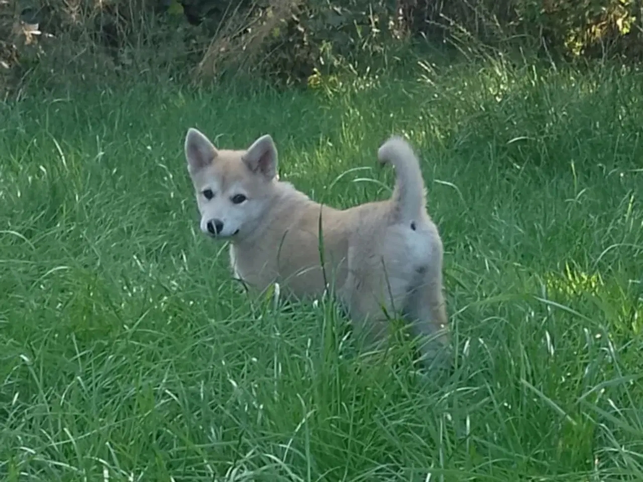 Billede 1 - Husky blandinger 