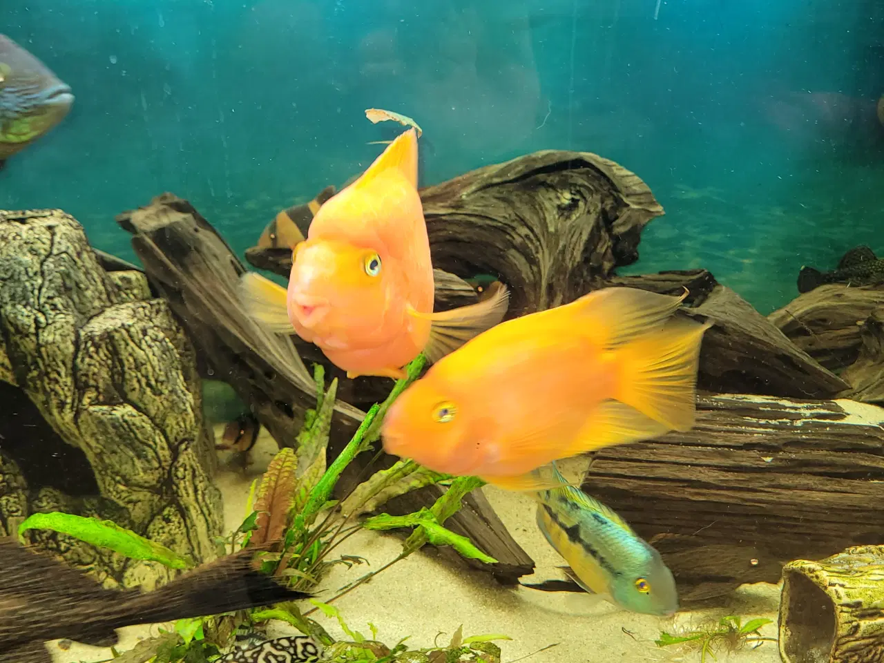 Billede 2 - Cichlider 