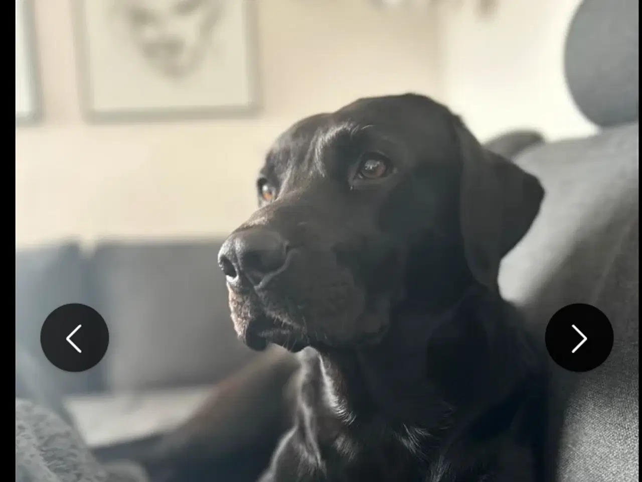 Billede 7 - SOLGT! Han F1 labrador hvalp