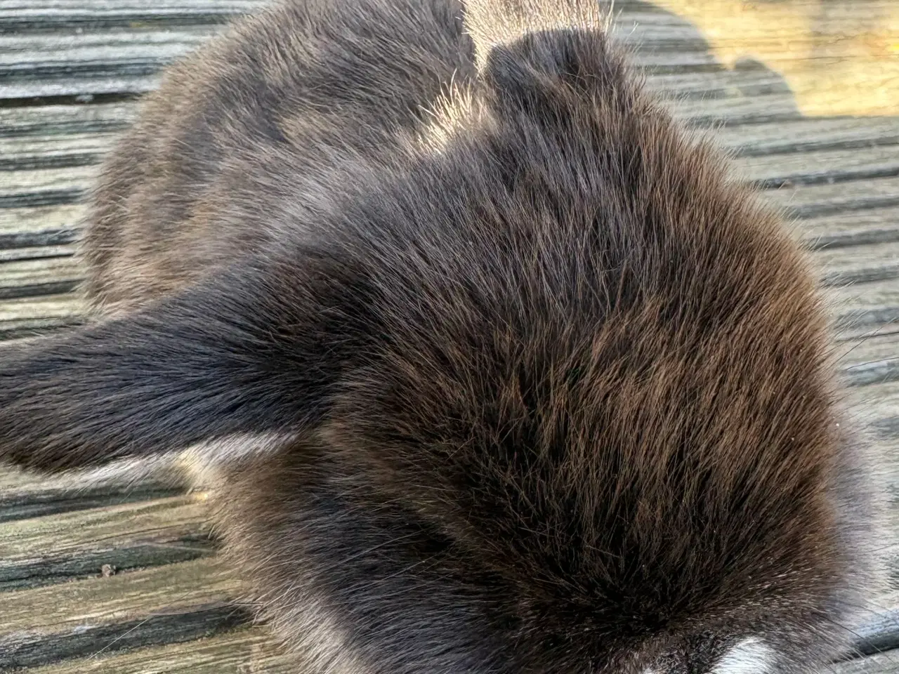 Billede 5 - Minilops piger