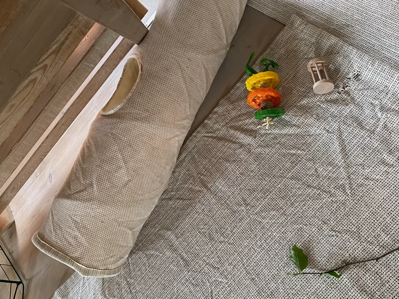 Billede 7 - Fransk vædder kastreret han 