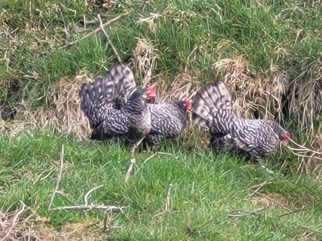 Billede 1 - 4 Dværg høns. Tværstribet hollandske dværge