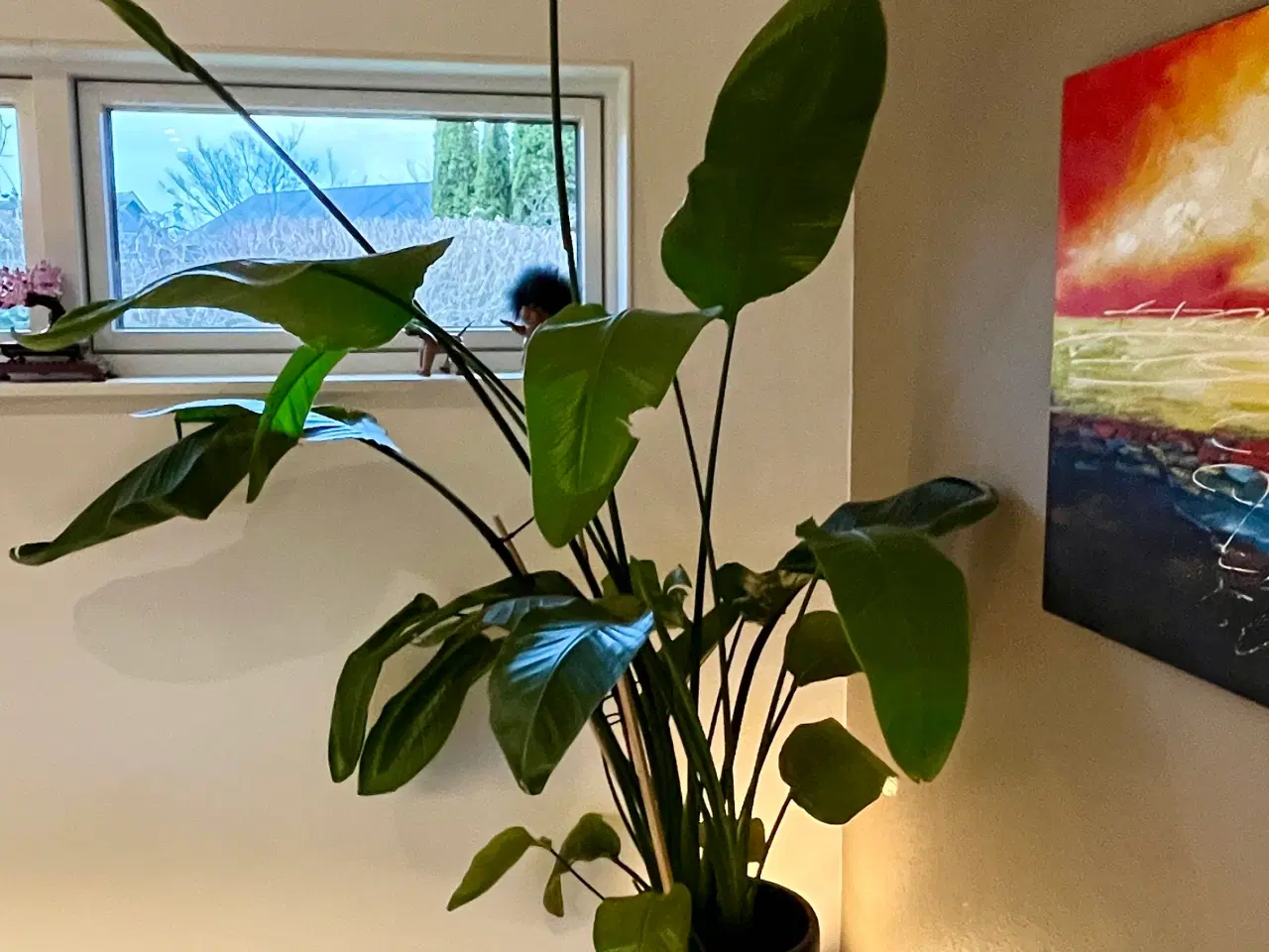 Billede 1 - Stor Strelitzia Nicolai ca. 230 cm inkl. potte