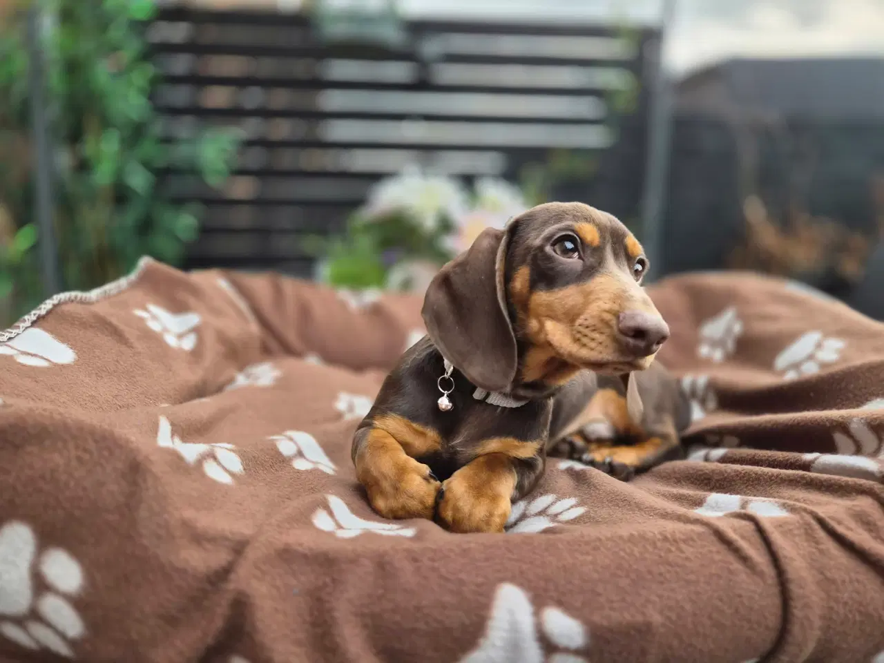 Billede 1 - chokoladefarvet gravhund