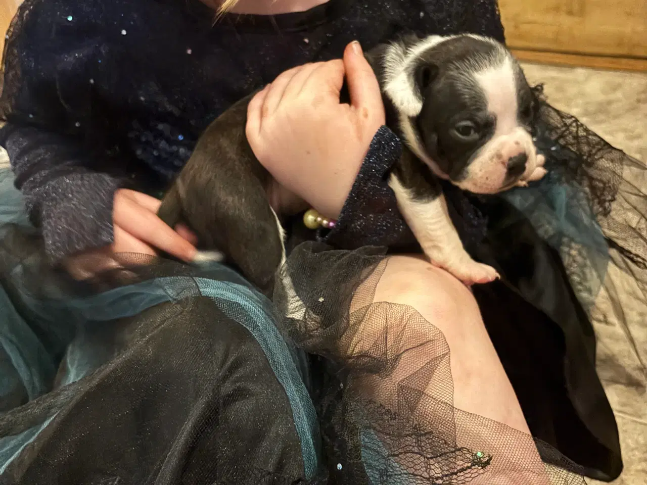 Billede 7 - Hundehvalpe staff og fransk