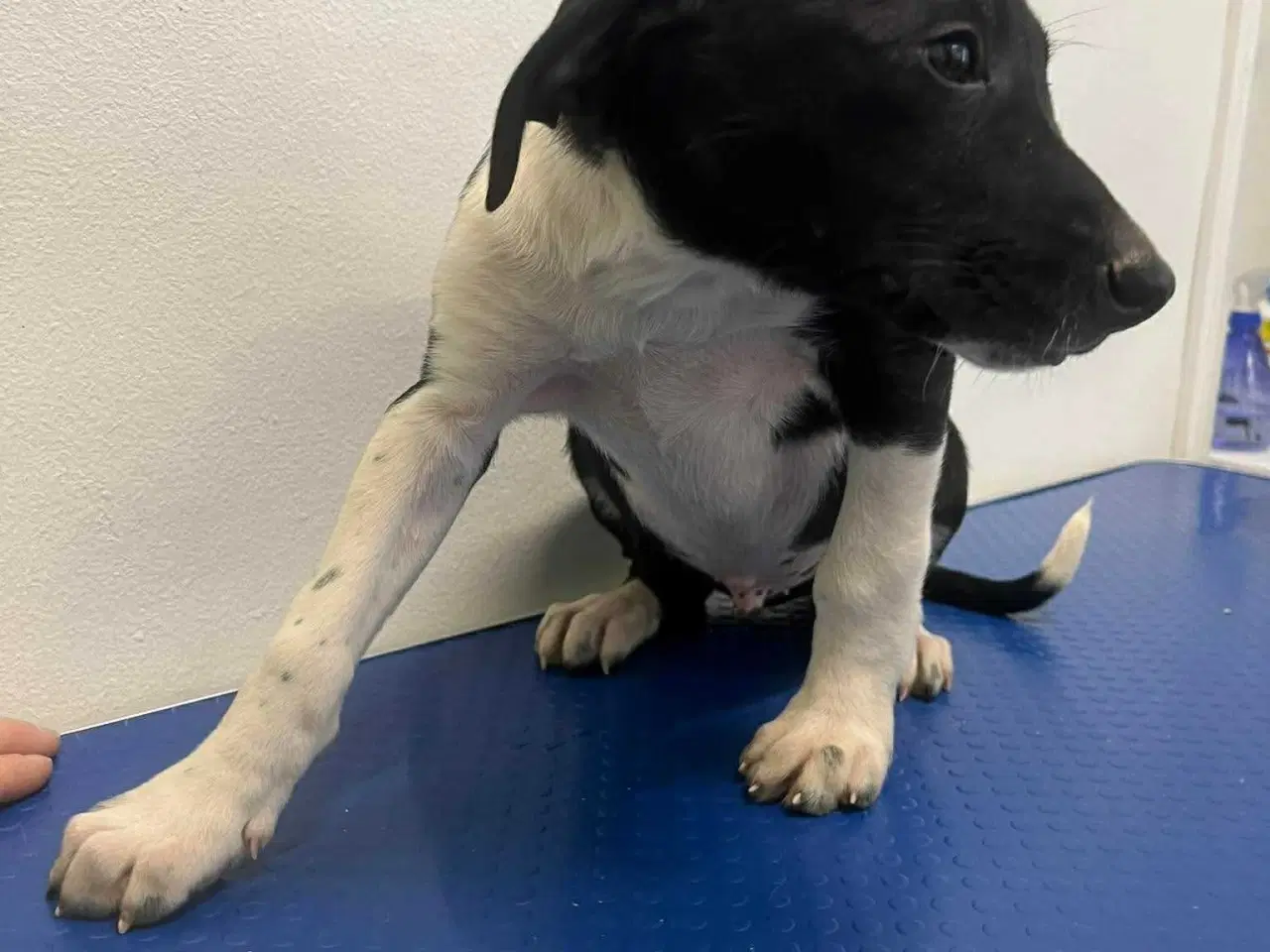 Billede 8 - Skønne Joey søger familie