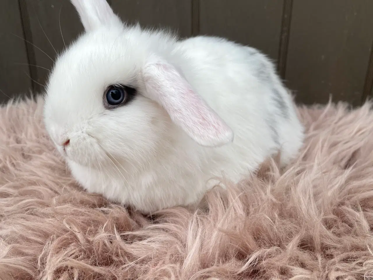 Billede 3 - Minilop dreng klar nu