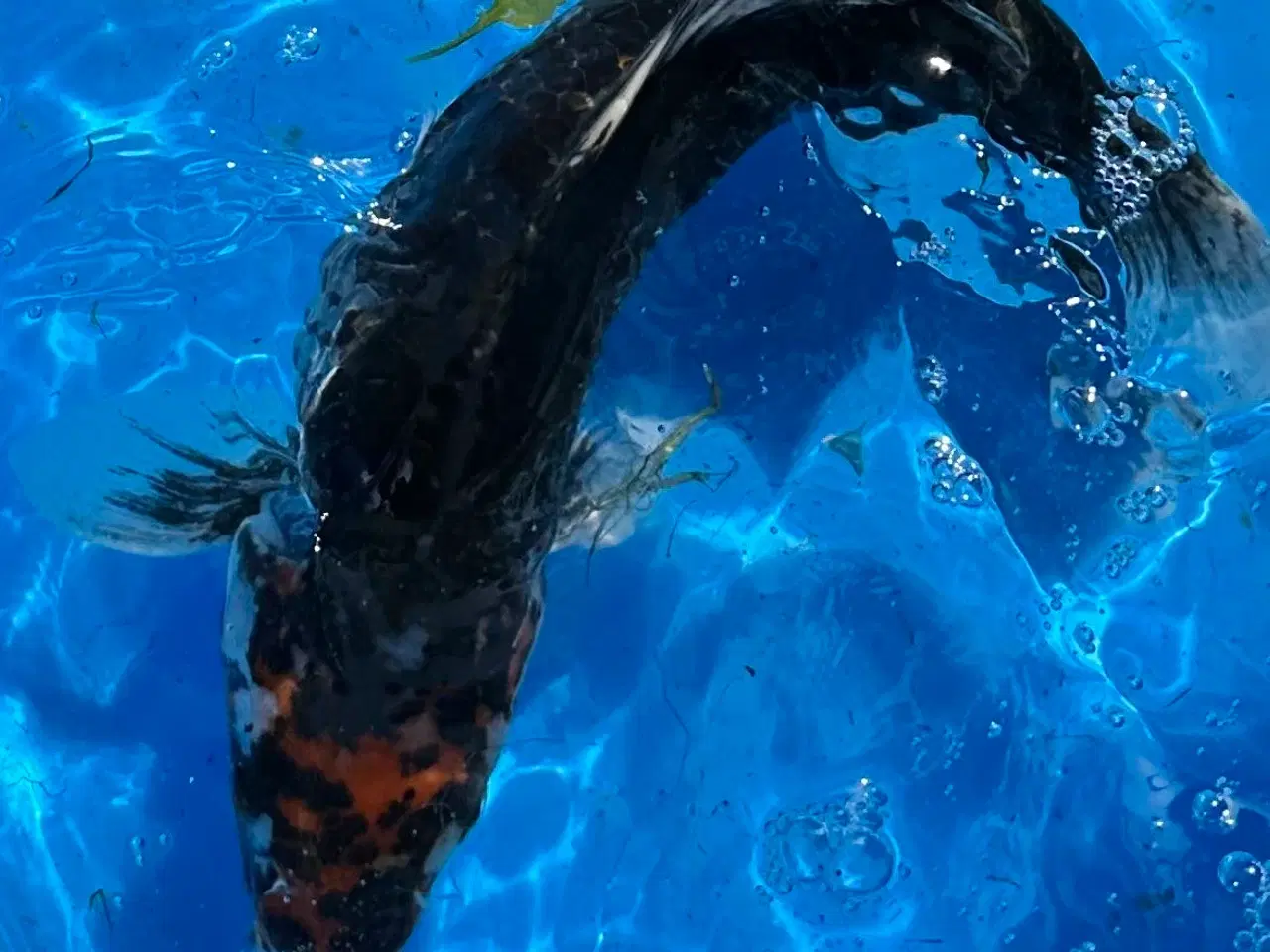 Billede 2 - Koi karper fra 30-55cm 