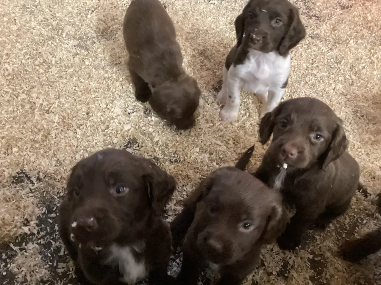 Billede 2 - FT springer/ Engelsk springer spaniel