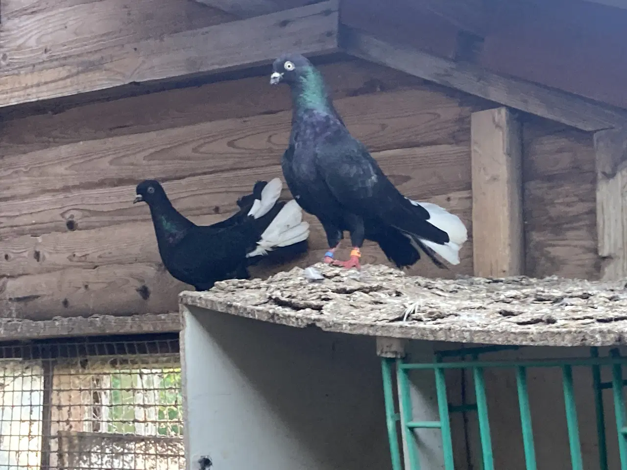 Billede 7 - Race duer