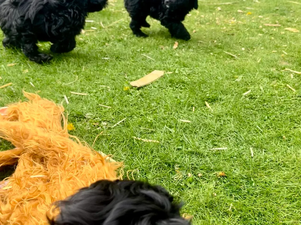 Billede 10 - Cavapoo-hvalpe 4 tilbage