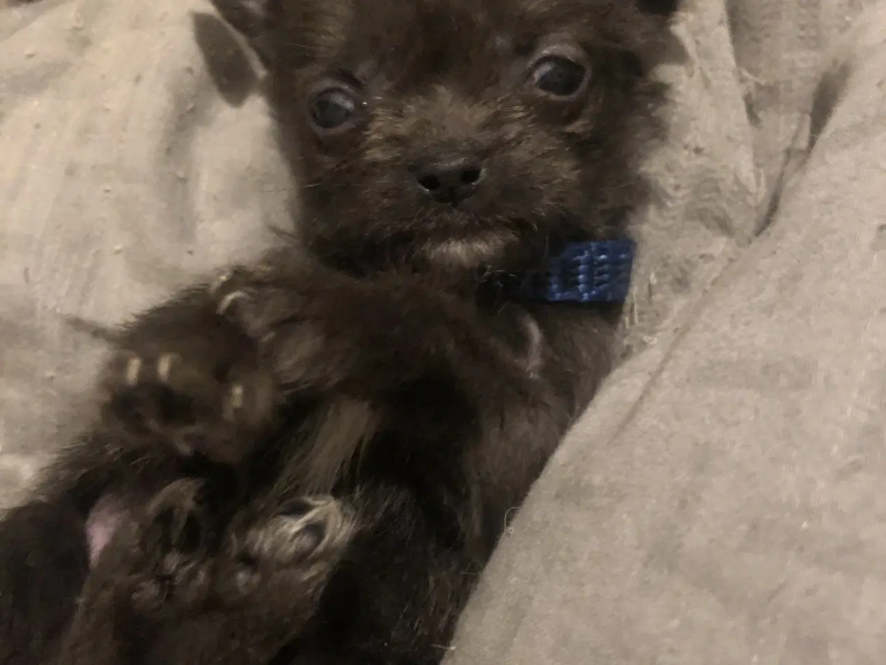 Billede 9 - Shih Tzu/ Chihuahua blanding piger