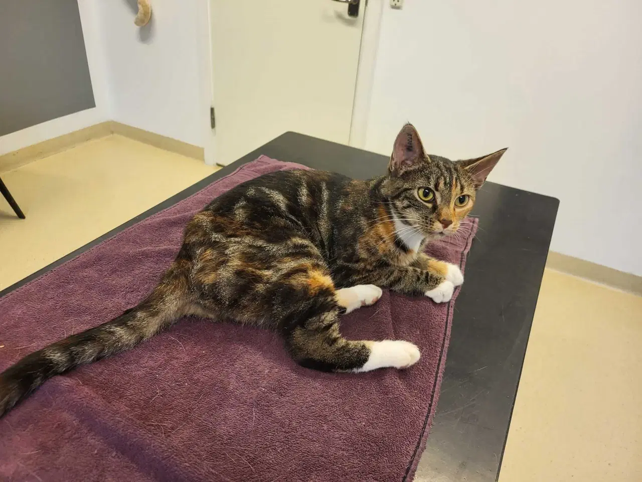 Billede 3 - Yrsa ✅️ Neutraliseret, Vaccineret, og øremærket ♀️