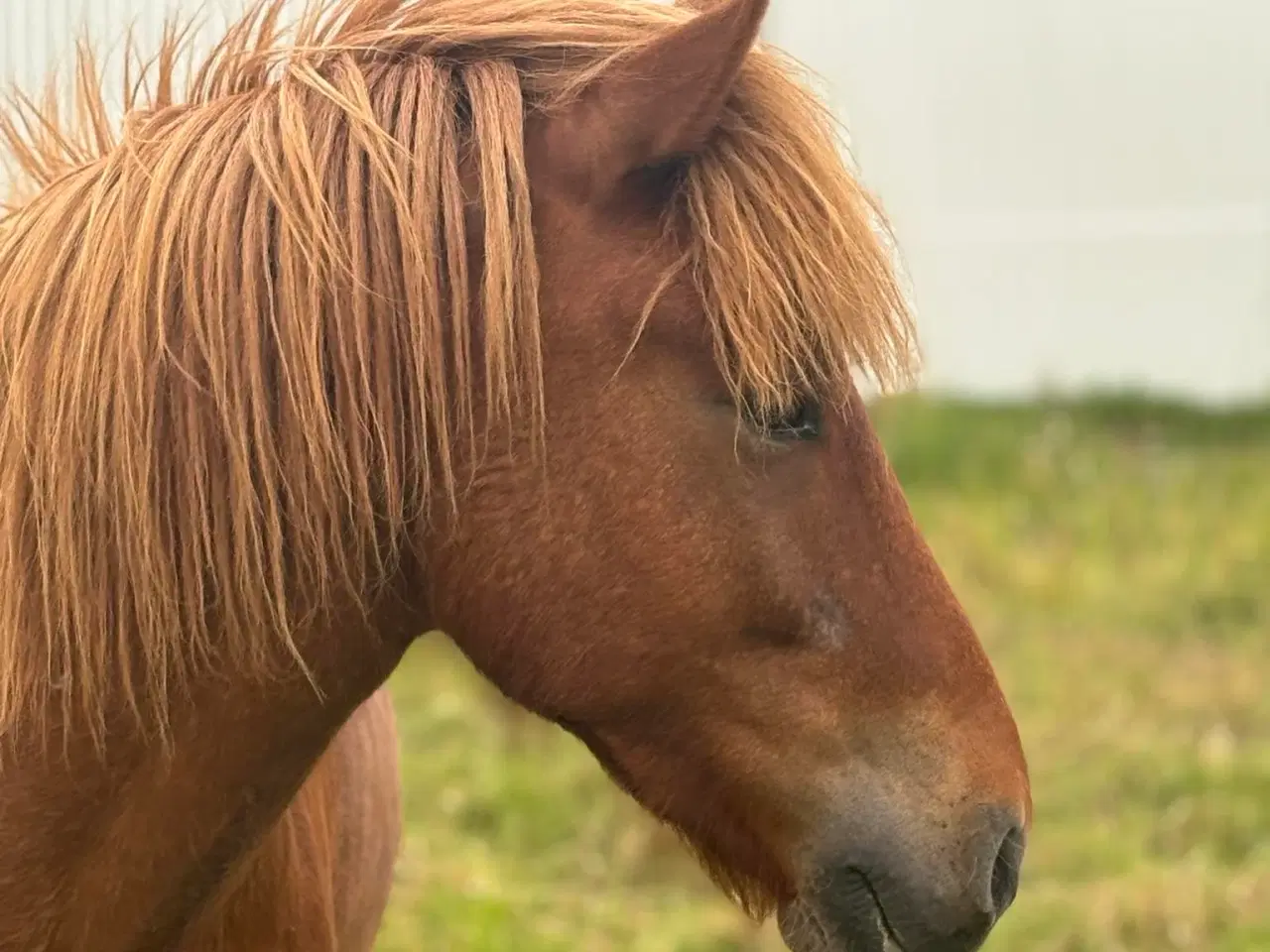 Billede 1 - 3 års islænder vallak sælges