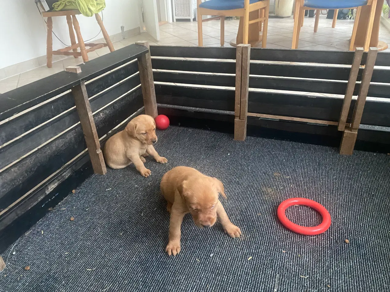 Billede 4 - Labrador Red Fox hvalpe