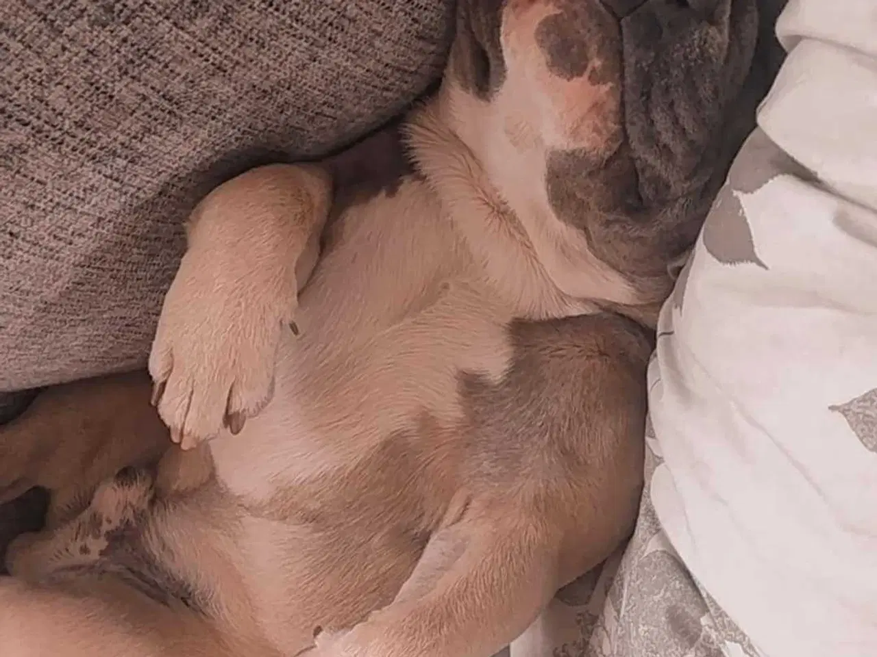 Billede 8 - Fransk bulldog 