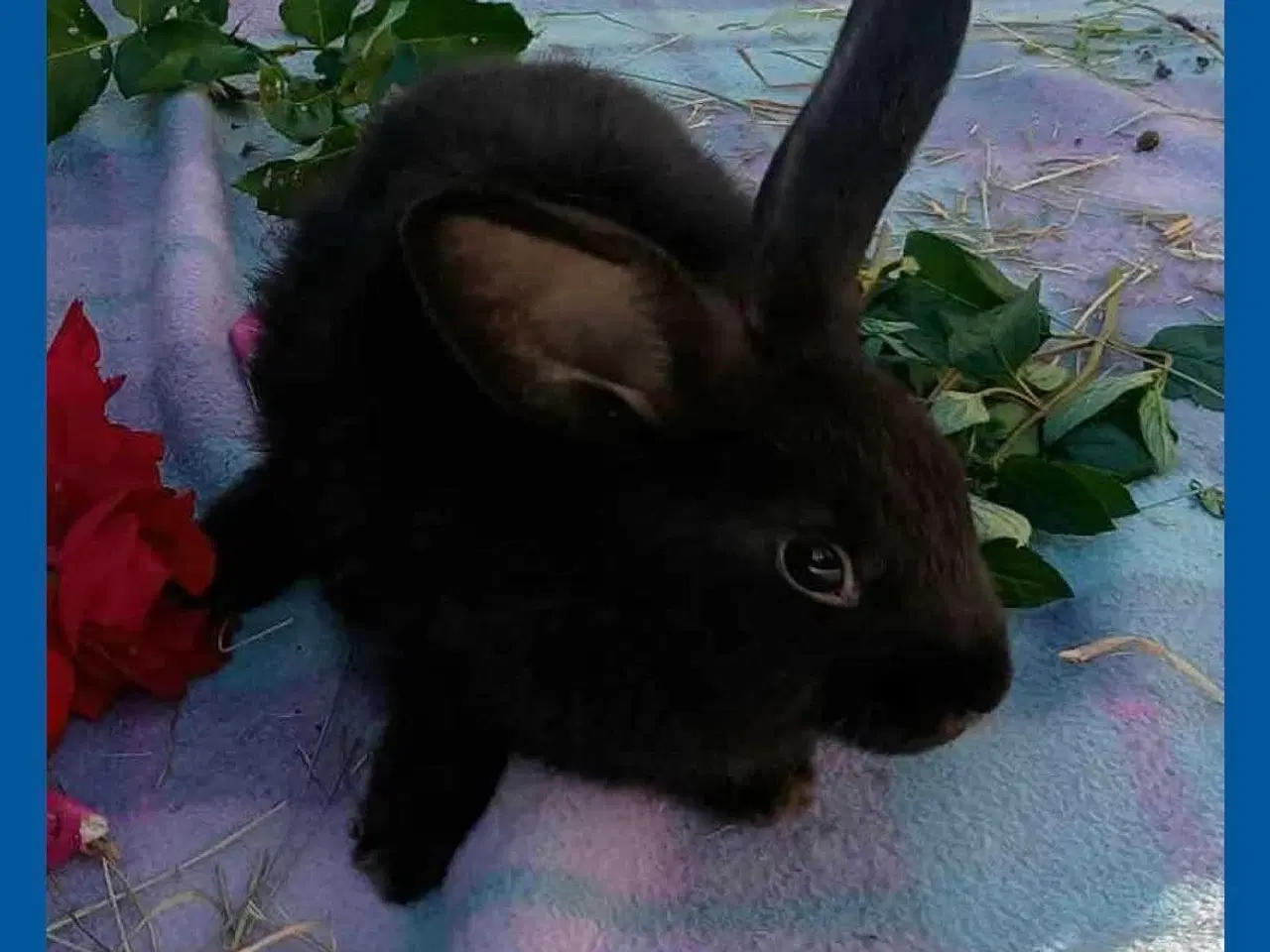 Billede 1 - Kastreret Vaccineret han  kanin dreng