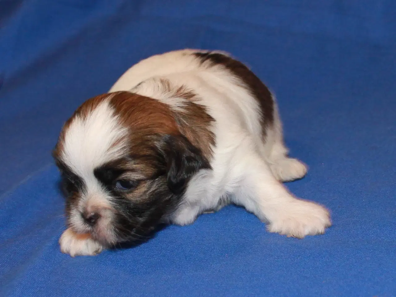 Billede 2 - Lhasa Apso hvalpe