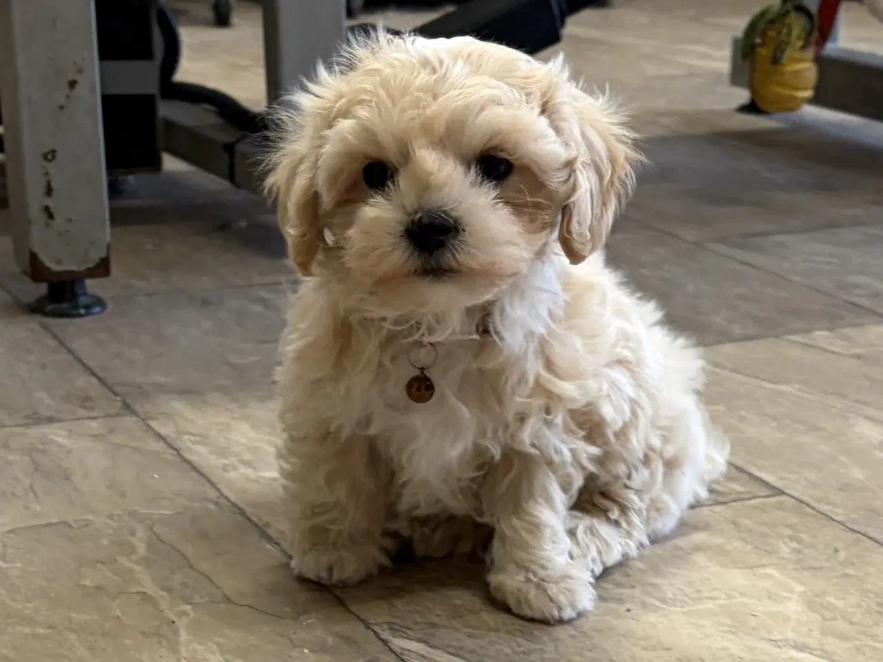 Billede 8 - 1 Mini Maltipoo dreng må rejse nu 