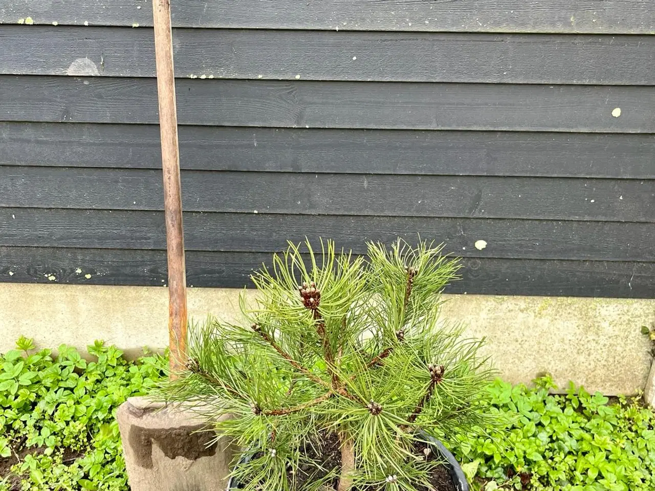 Billede 5 - Bjergfyr planter 40-60cm, Pinus Mugo