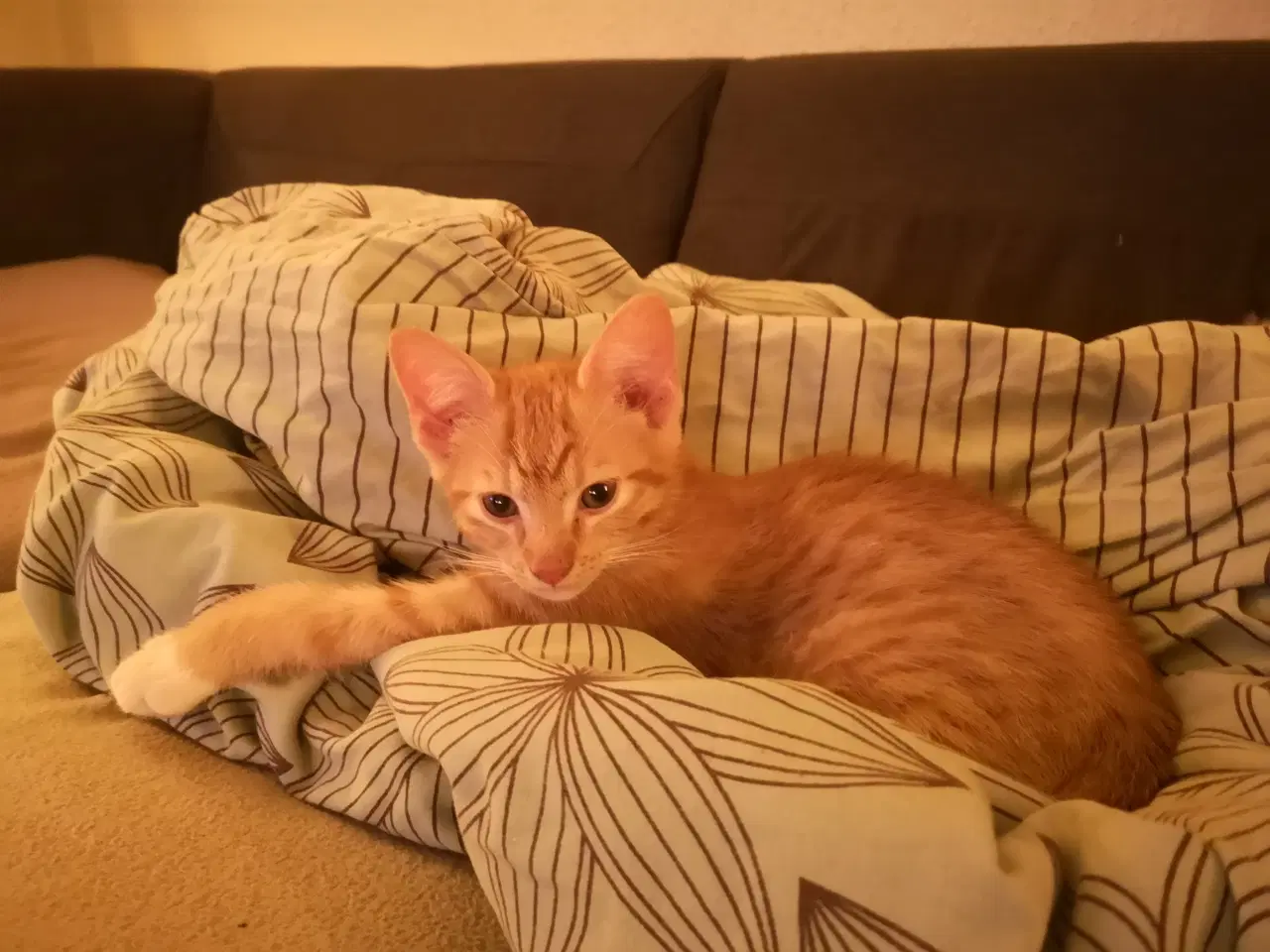 Billede 3 - Vi er klar d. 24-11-25