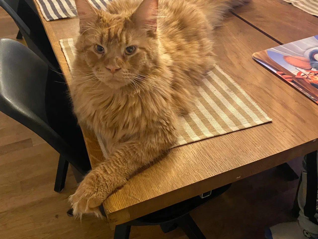 Billede 3 - Maine coon 