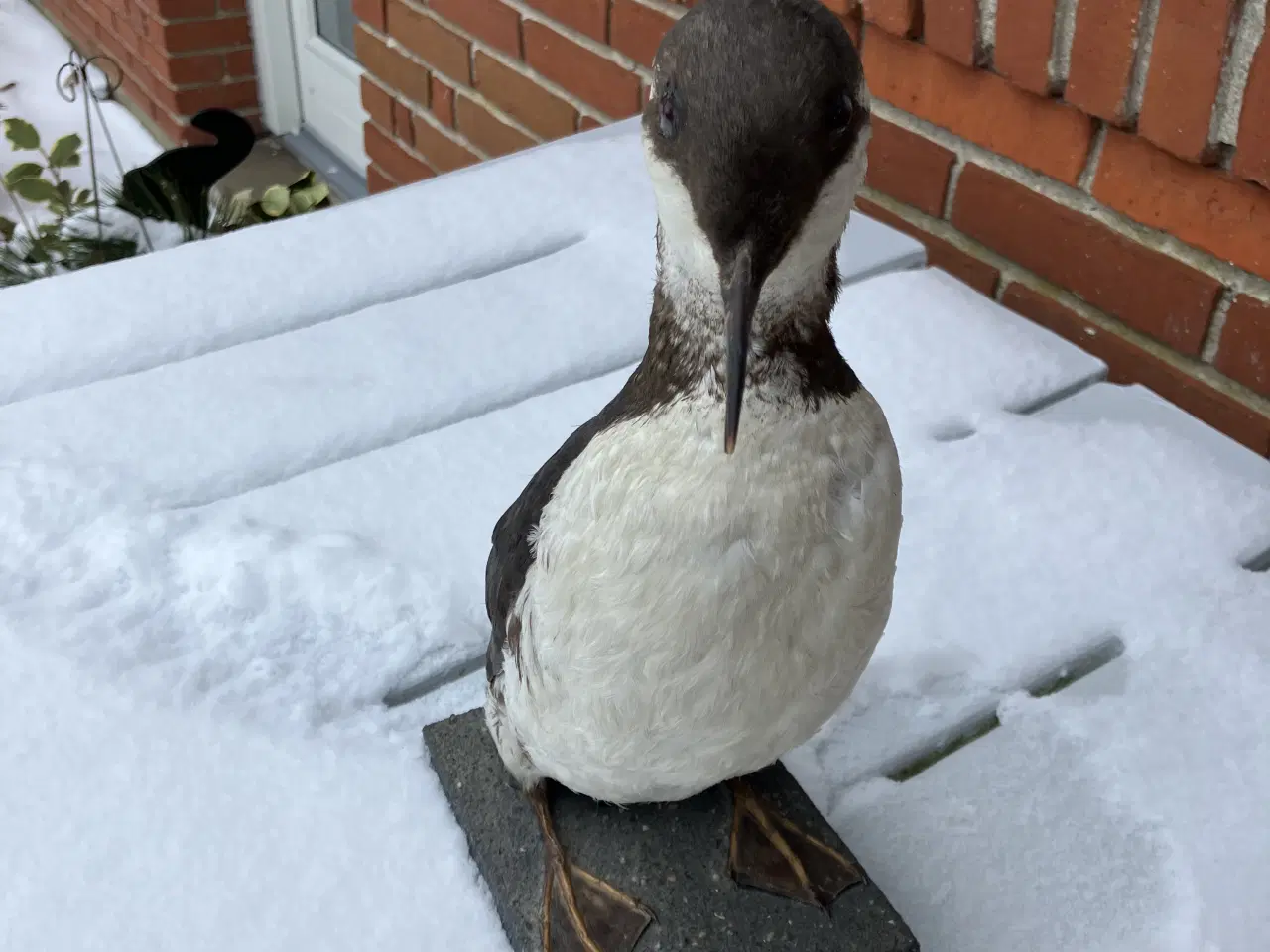 Billede 2 - Udstoppet Lomvie af konservator