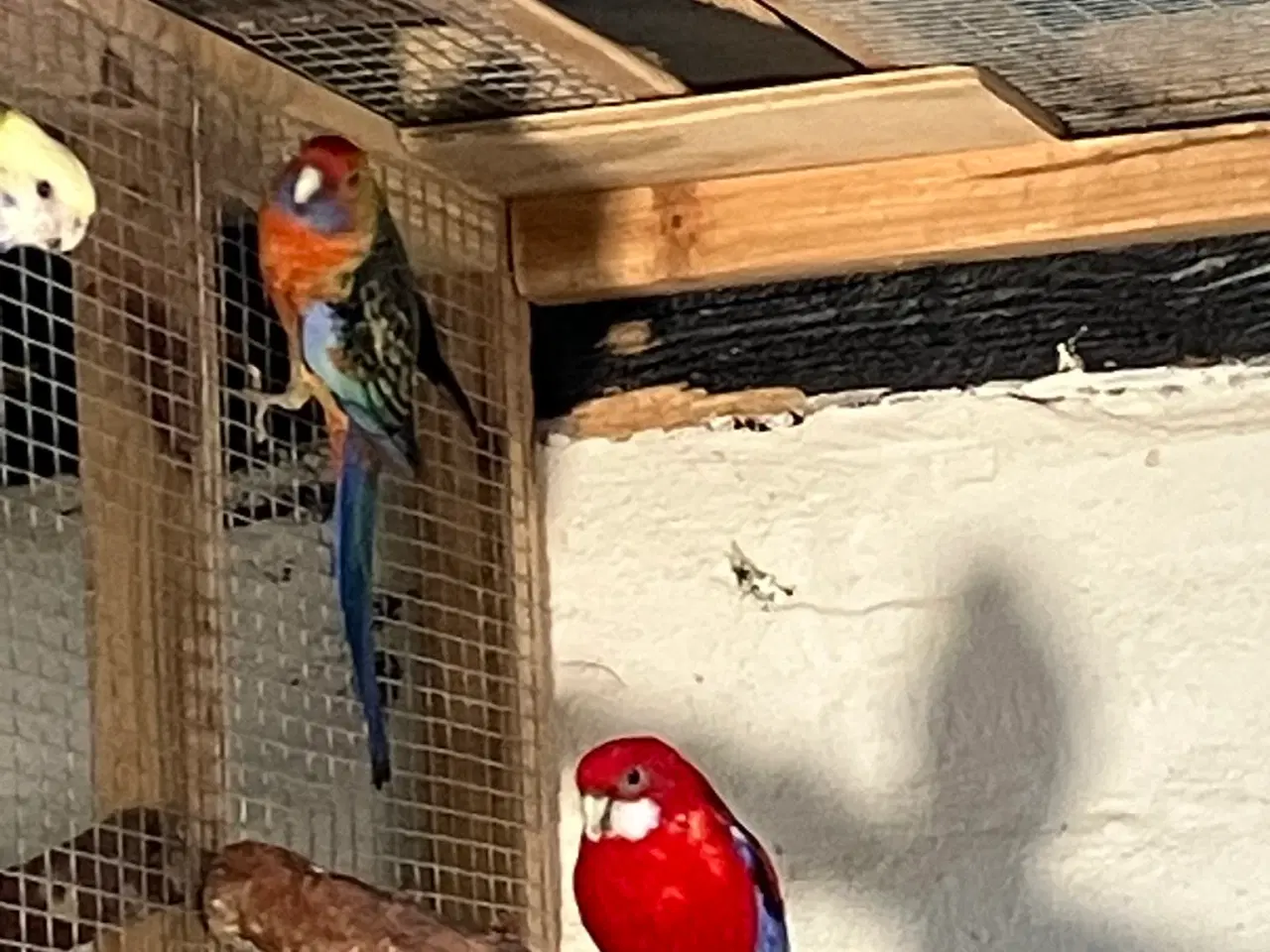 Billede 3 - 9 STK. DEJLIGE ROSELLAER TIL SALG