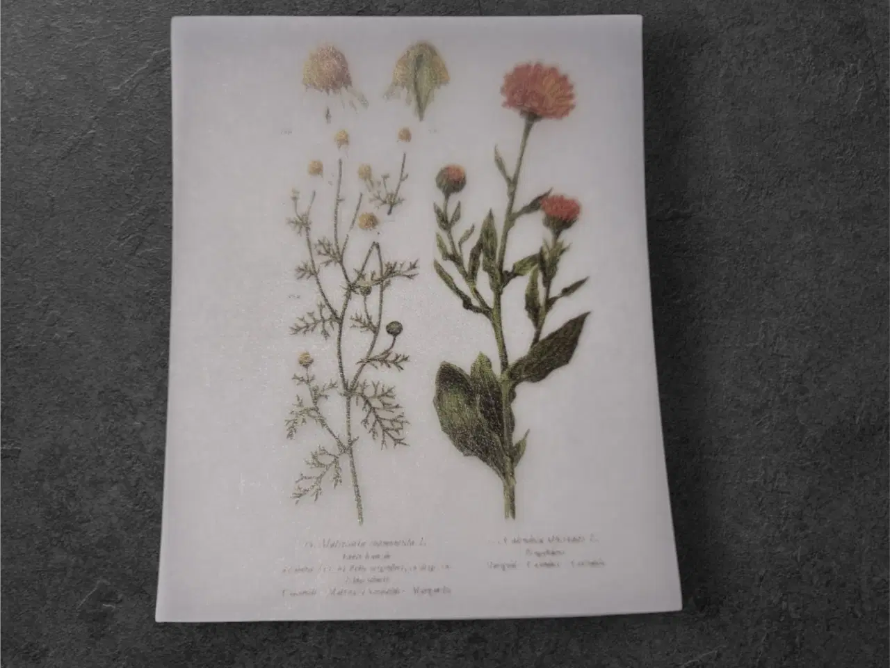 Billede 1 - Botaniske papirark med fine tusindfryd-motiver Bri