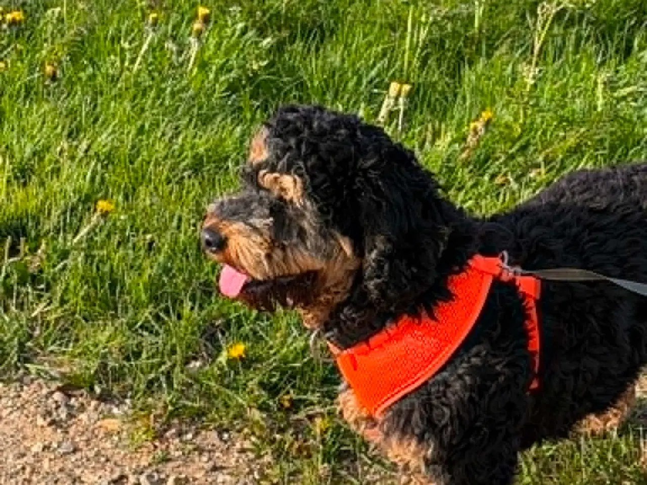 Billede 8 - 🐾 Balder søger sit nye for-ever hjem 🐾