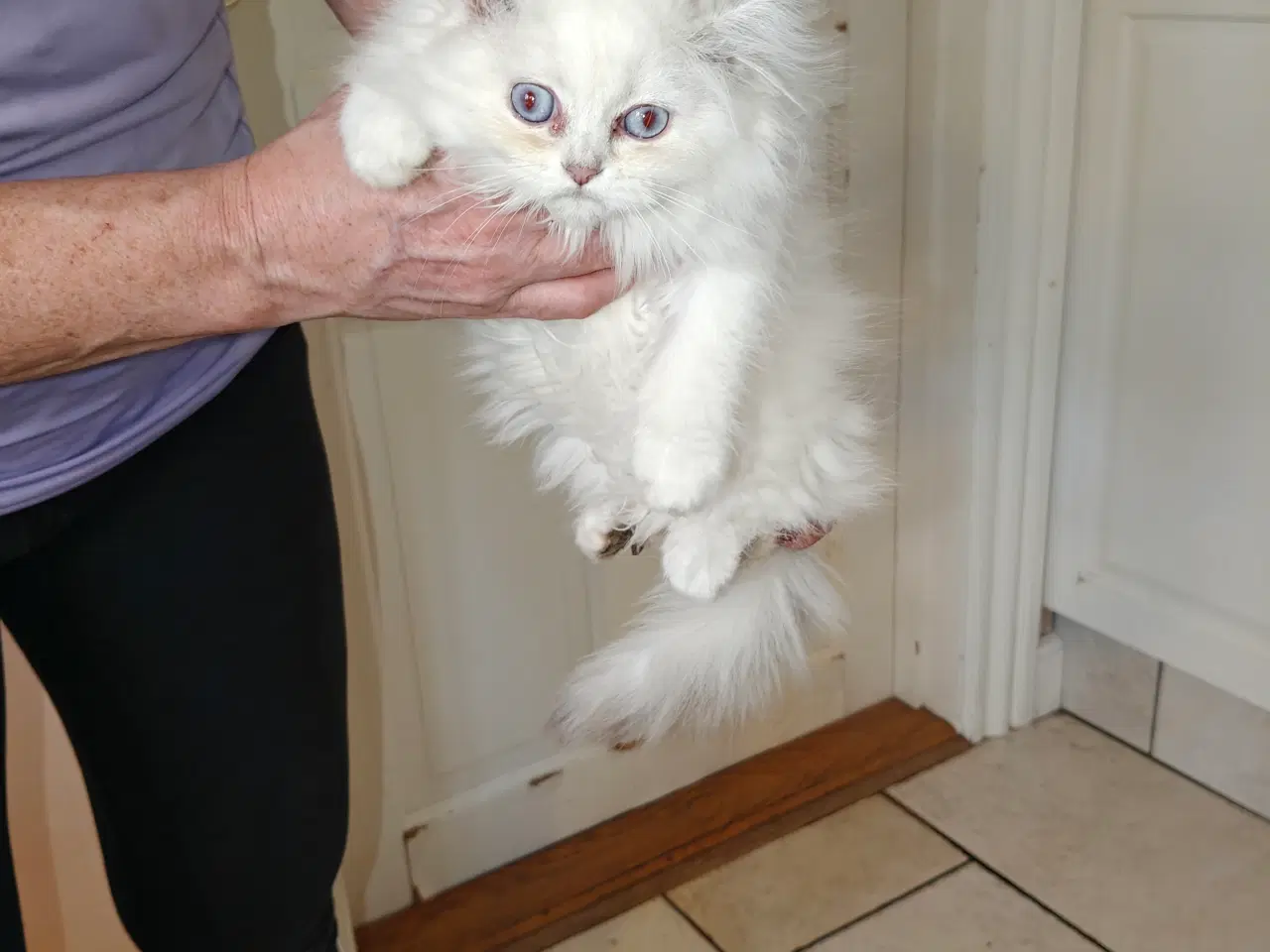 Billede 1 - Ragdoll x British longhair