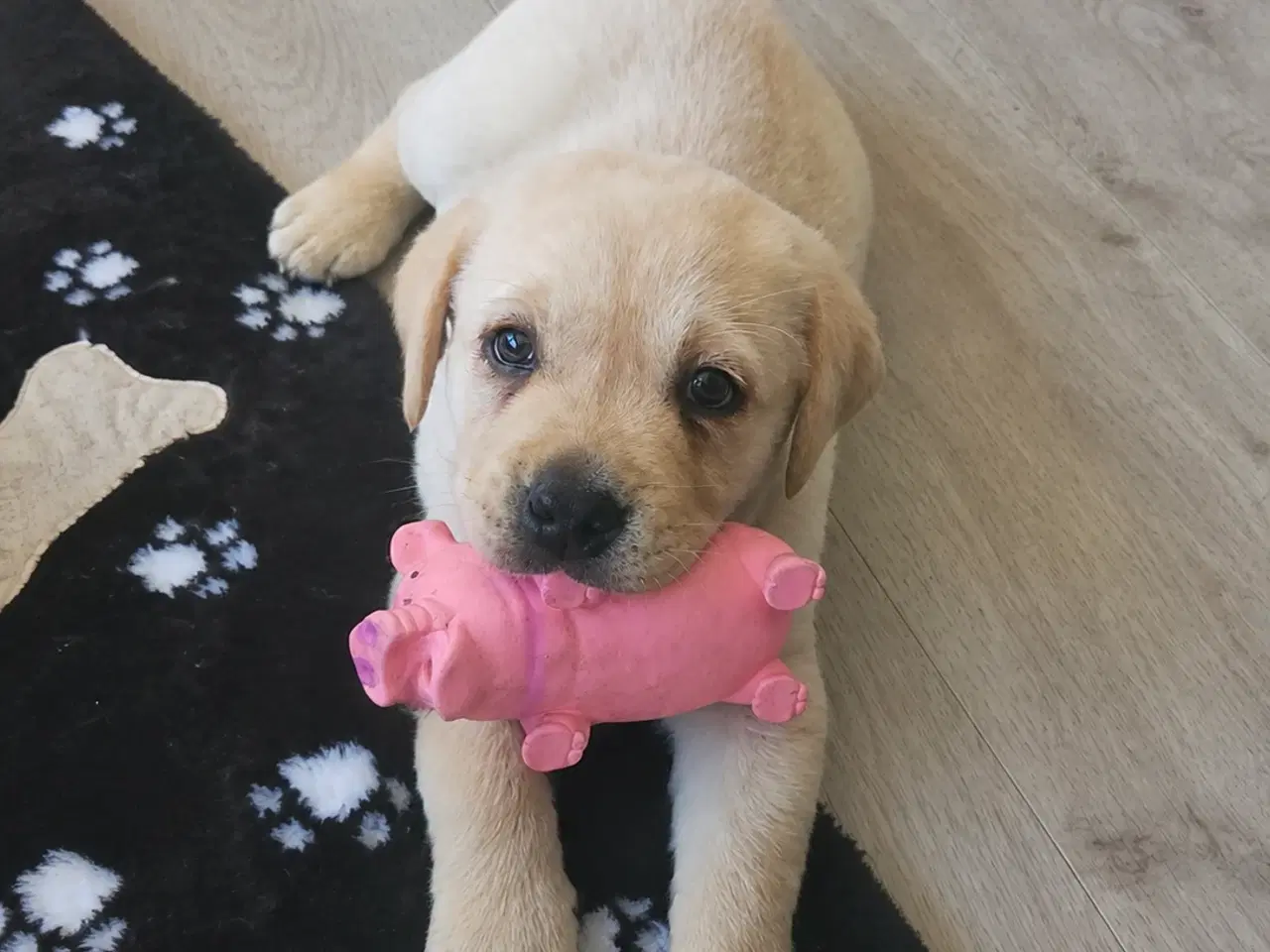 Billede 1 - Labrador/ Retriever han