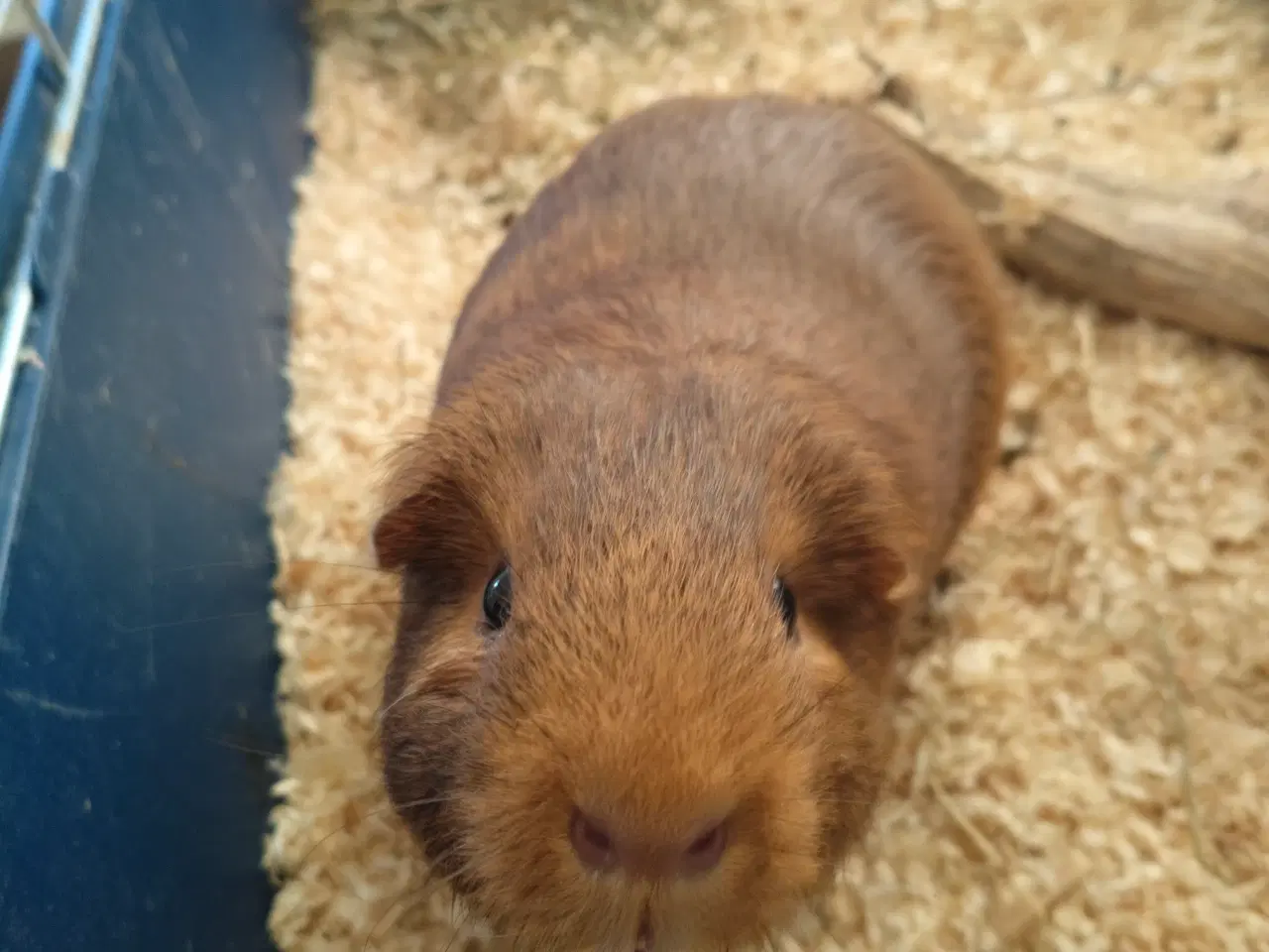 Billede 8 - To han marsvin søger nyt hjem