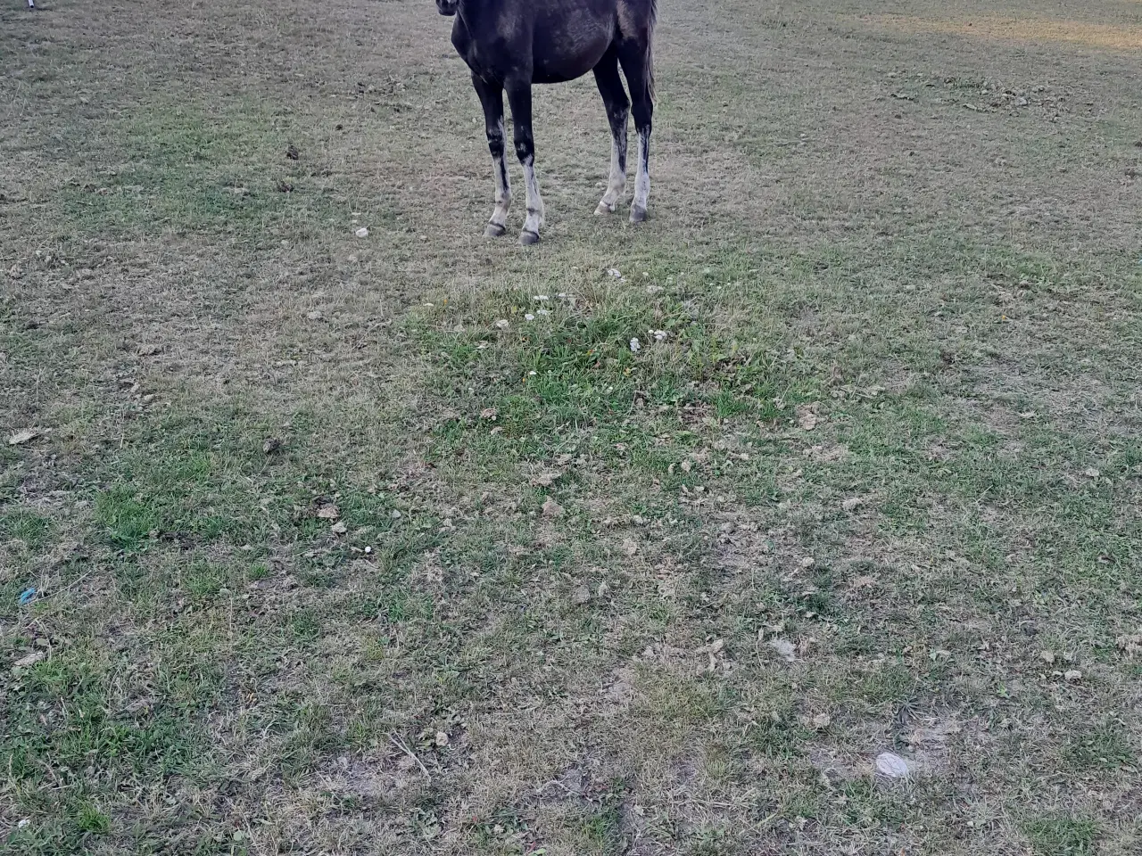 Billede 1 - Hingst, 1,5 år, halv knapstropper