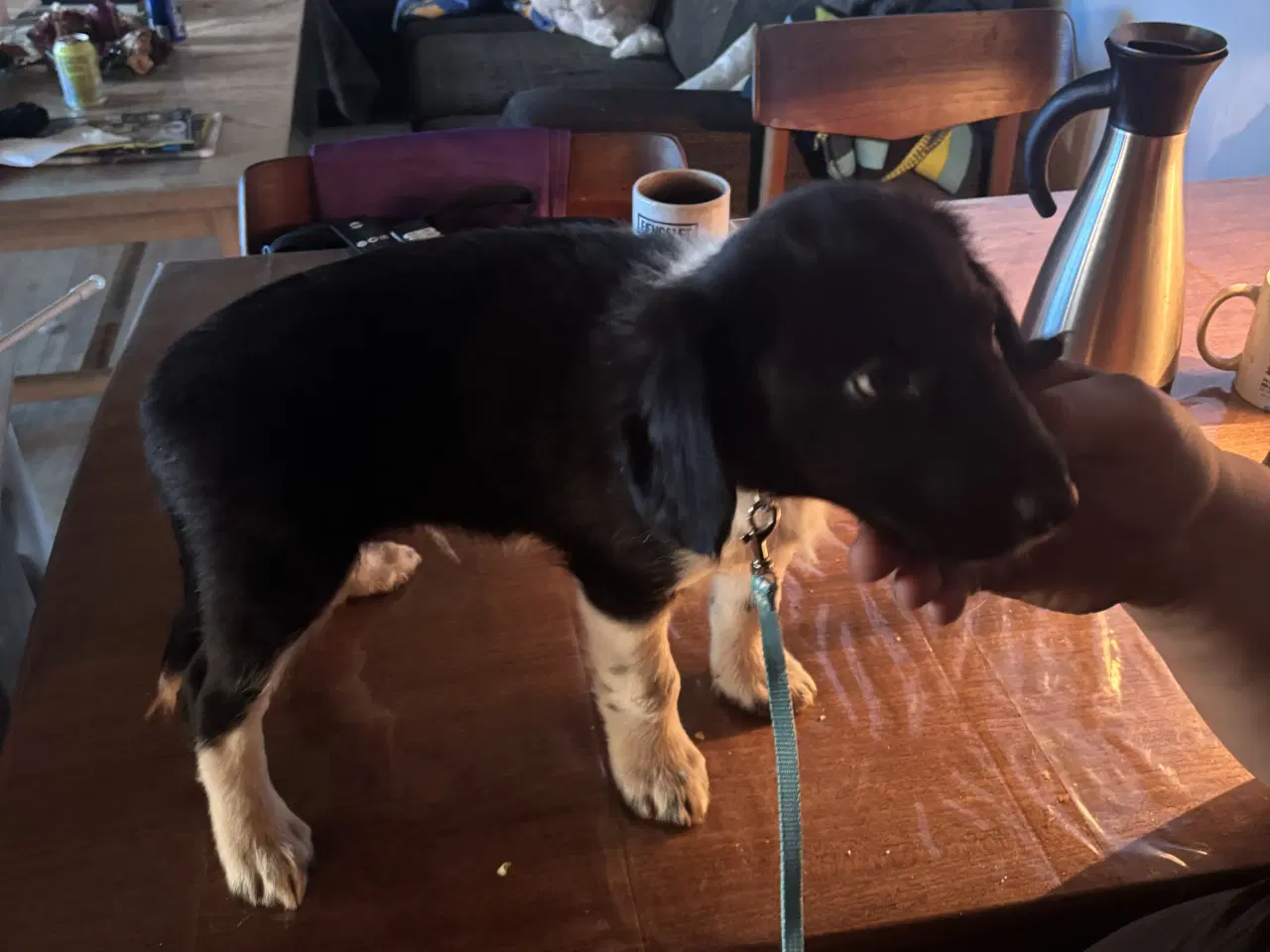 Billede 1 - Hvalpe blanding