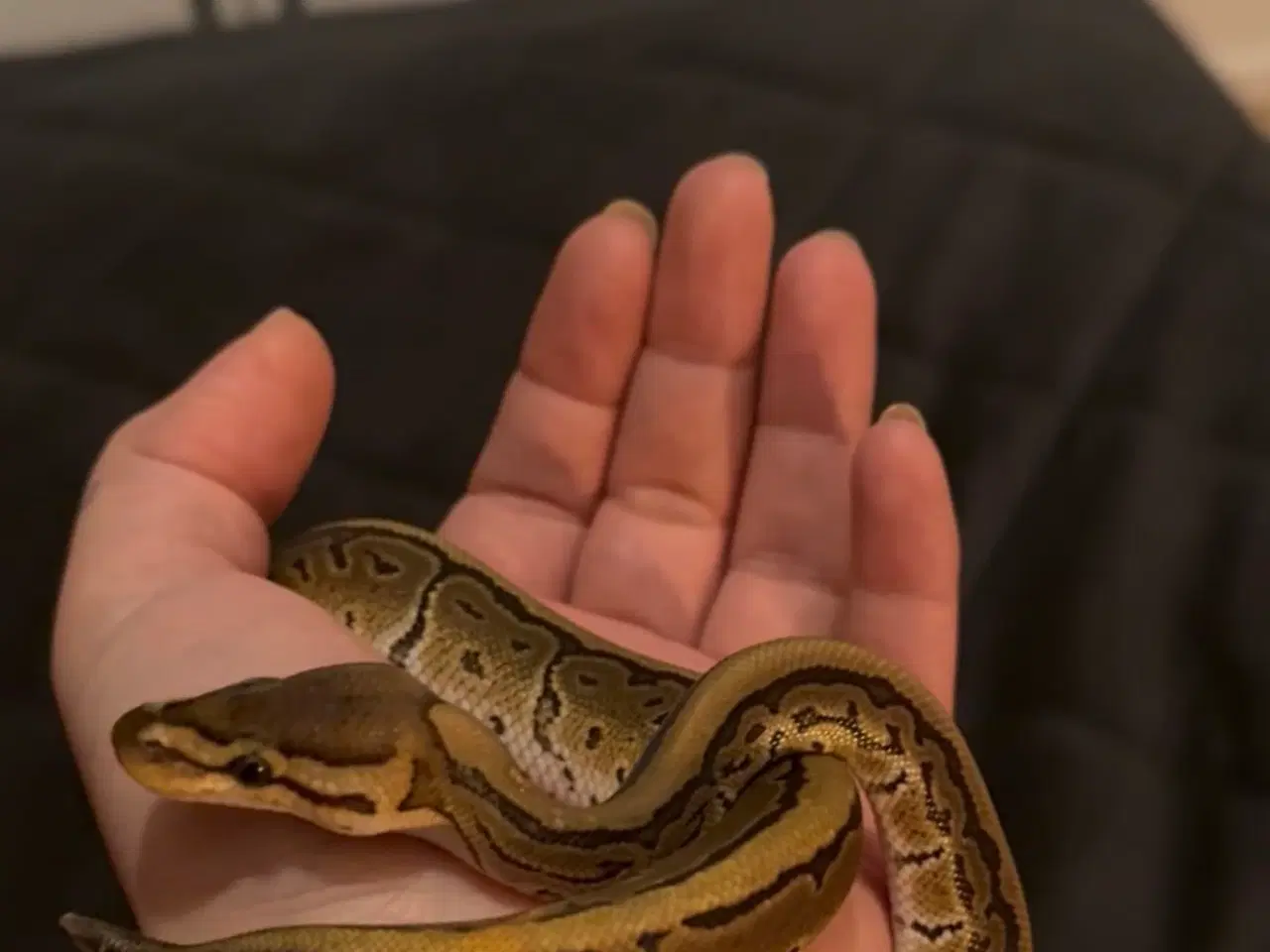 Billede 2 - Konge Python Unge