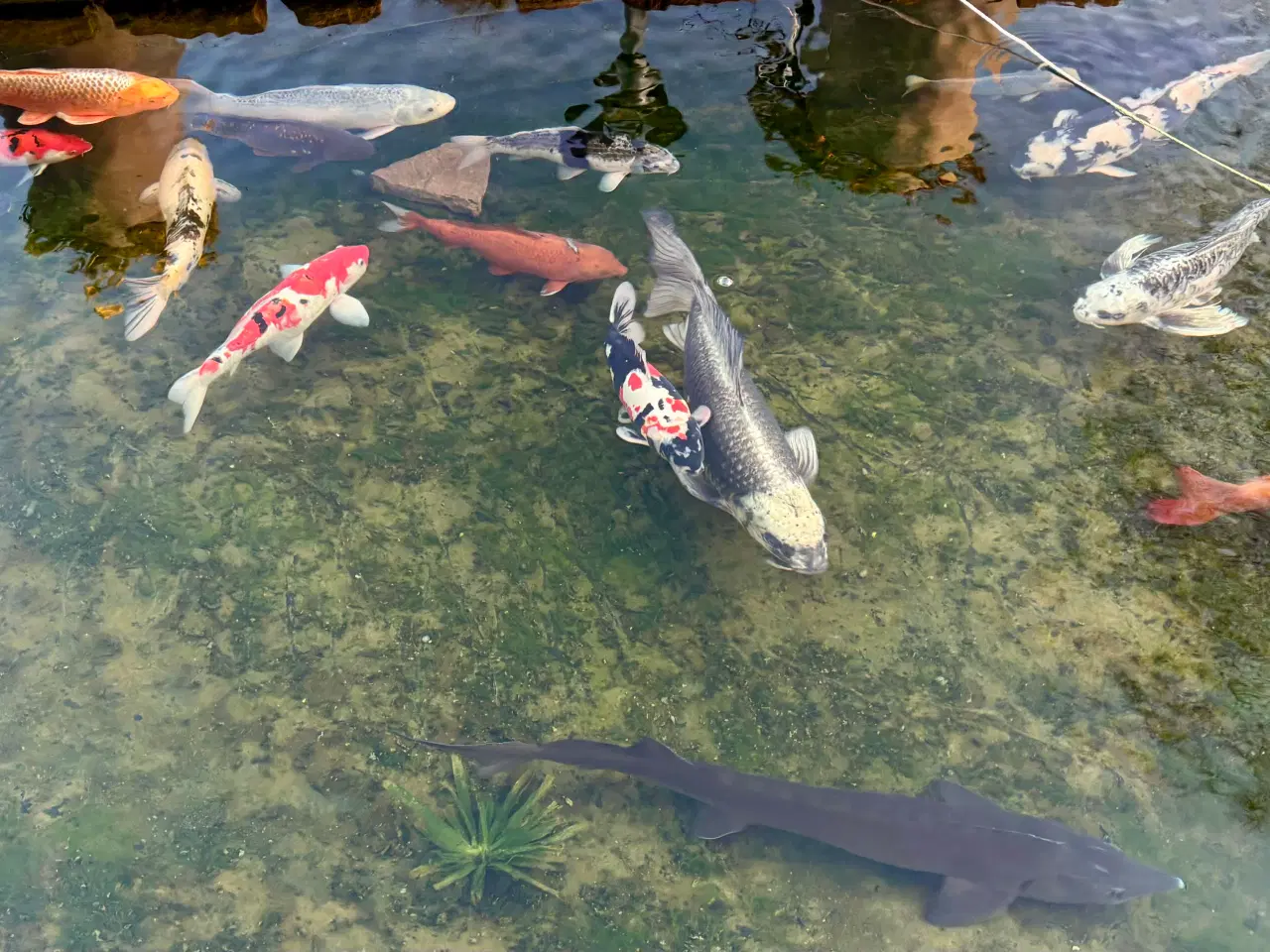 Billede 4 - Koi karper sælges billigt