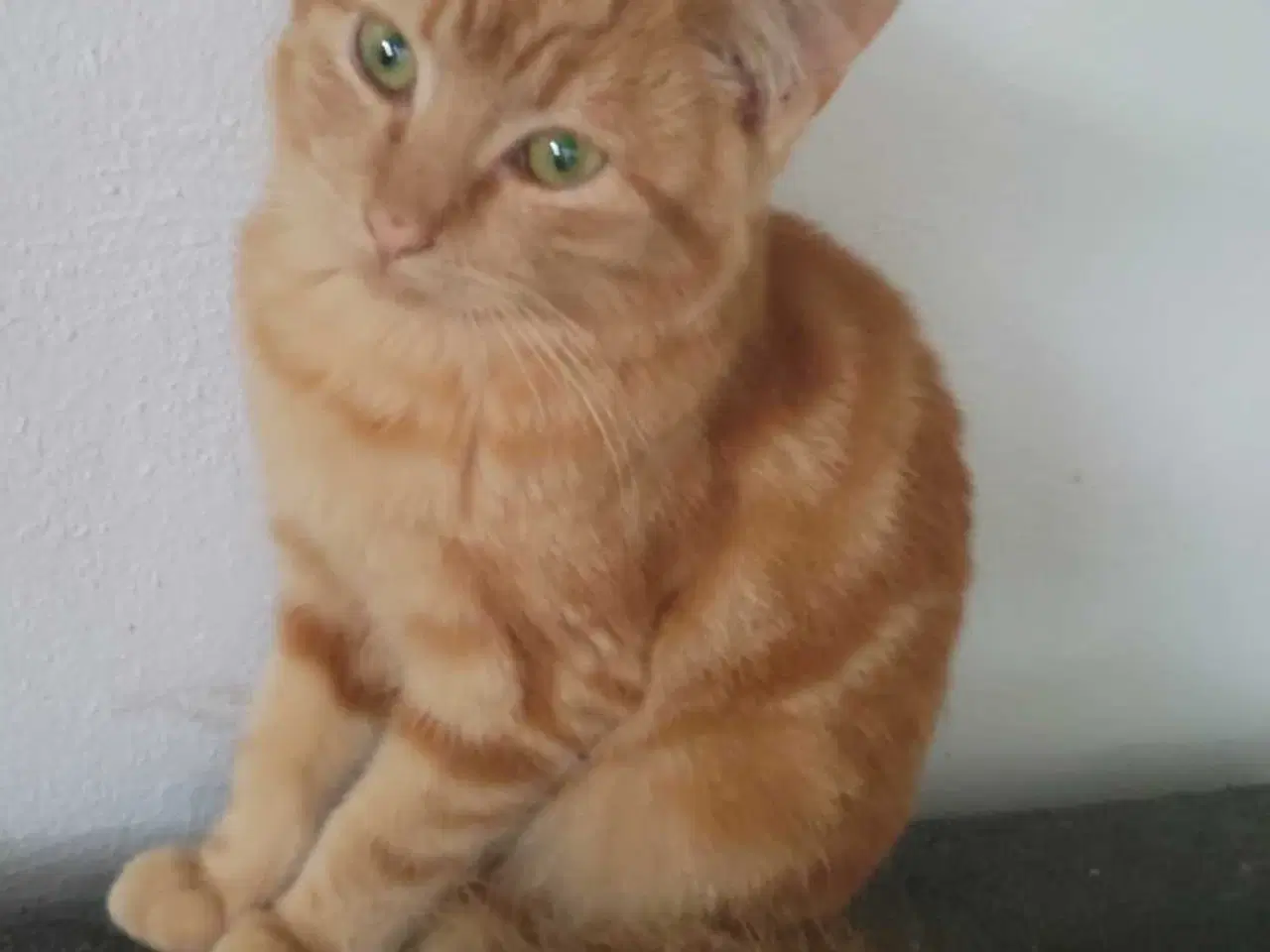 Billede 5 - Garfield ✅️ sød killing til adoption♂️