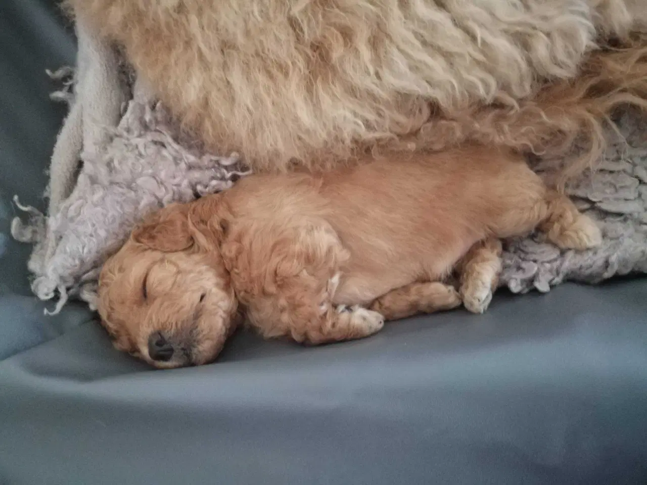 Billede 17 - Fawn krøltoppe puddelhvalpe 