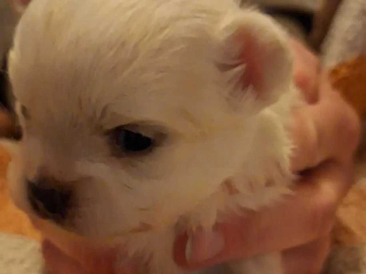 Billede 1 - Pomchi hvalpe