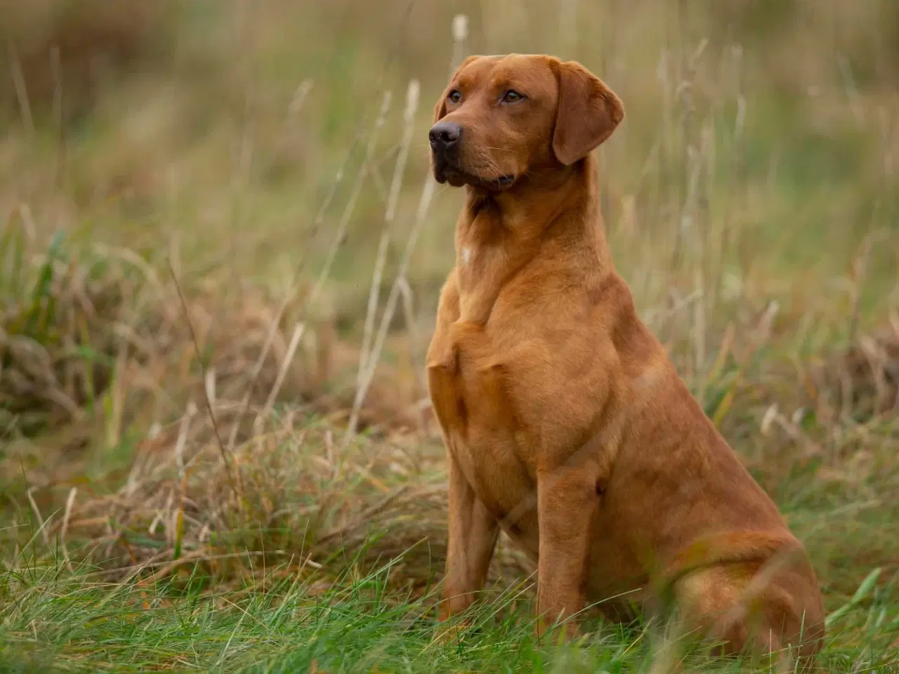 Billede 4 - 🐾 Labrador Formel 1 Hvalpe til Salg 🐾