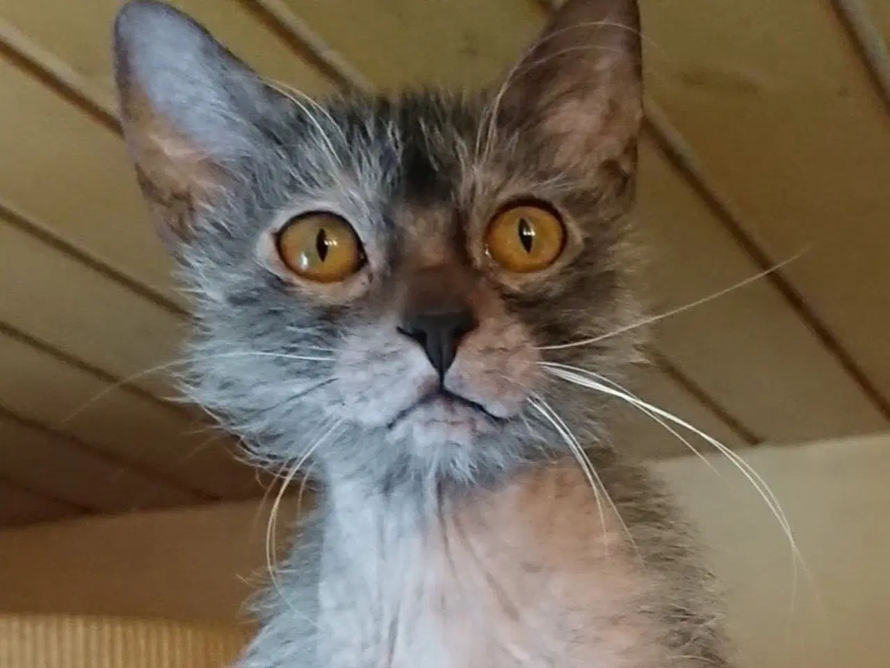 Billede 2 - Lykoi ( Werewolf cat )
