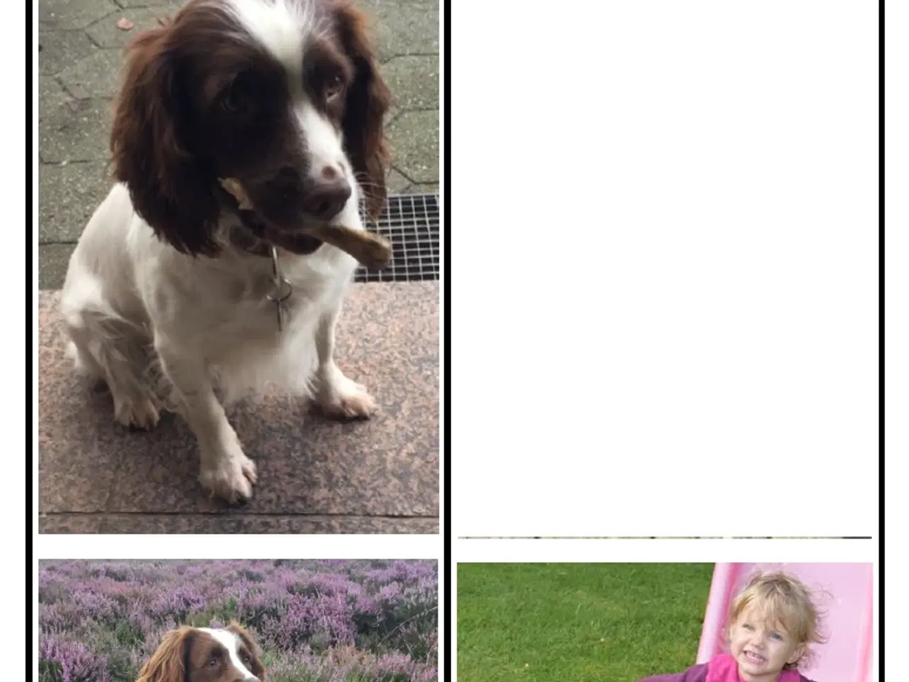 Billede 14 - Springer Doodle hvalpe