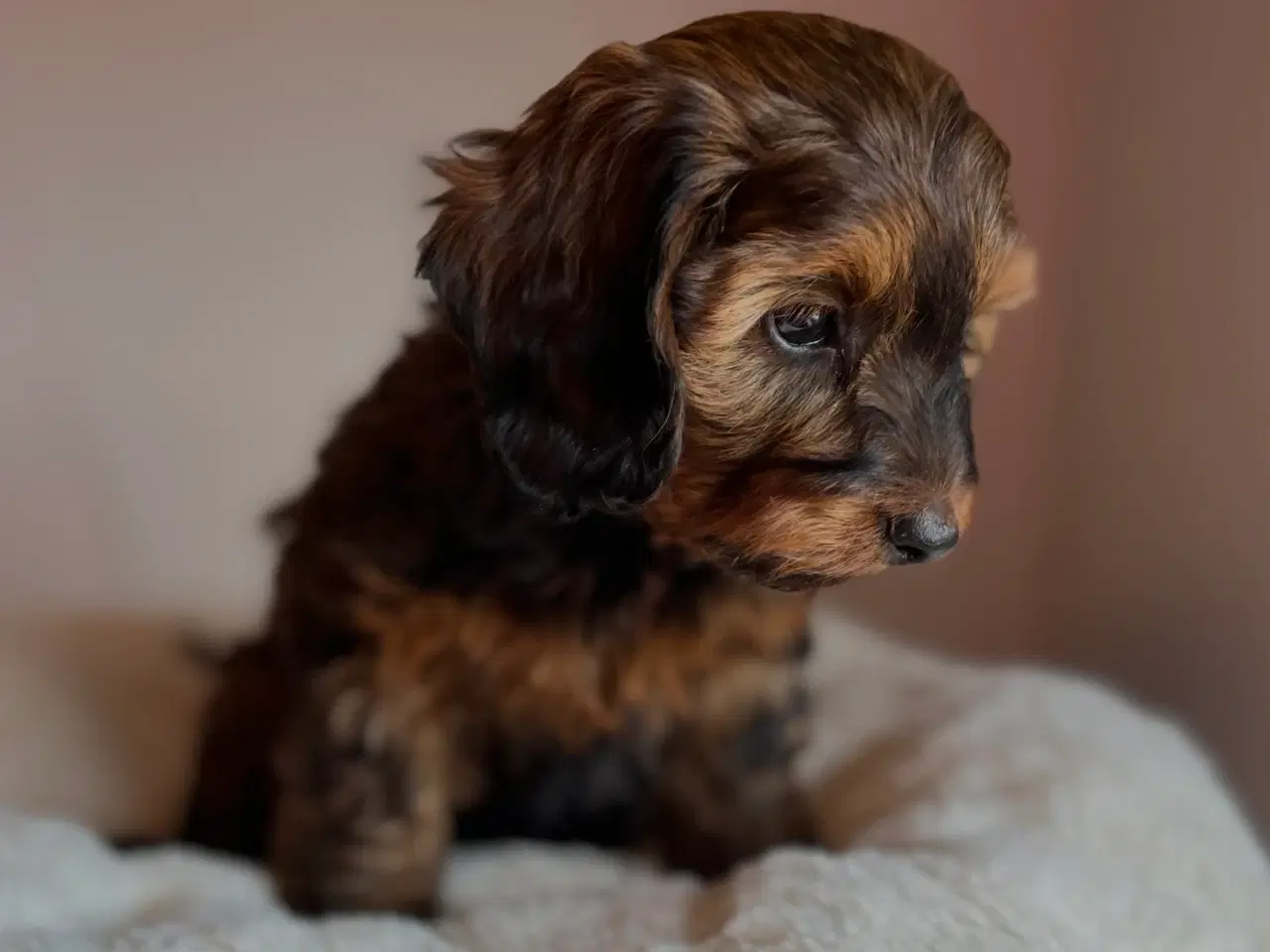 Billede 4 - Doxiepoo