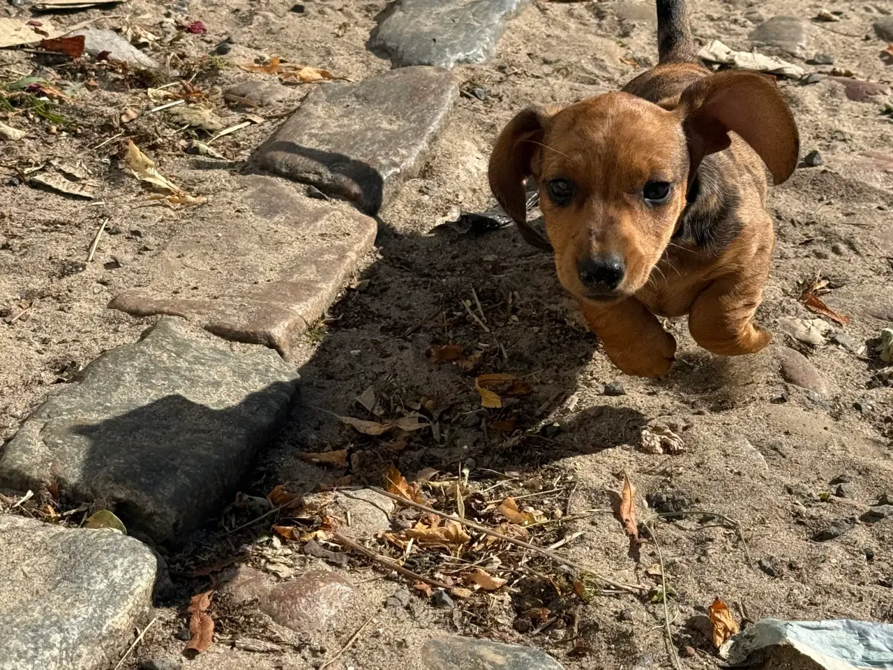 Billede 4 - Sunde og smukke korthårede gravhunde hvalpe 