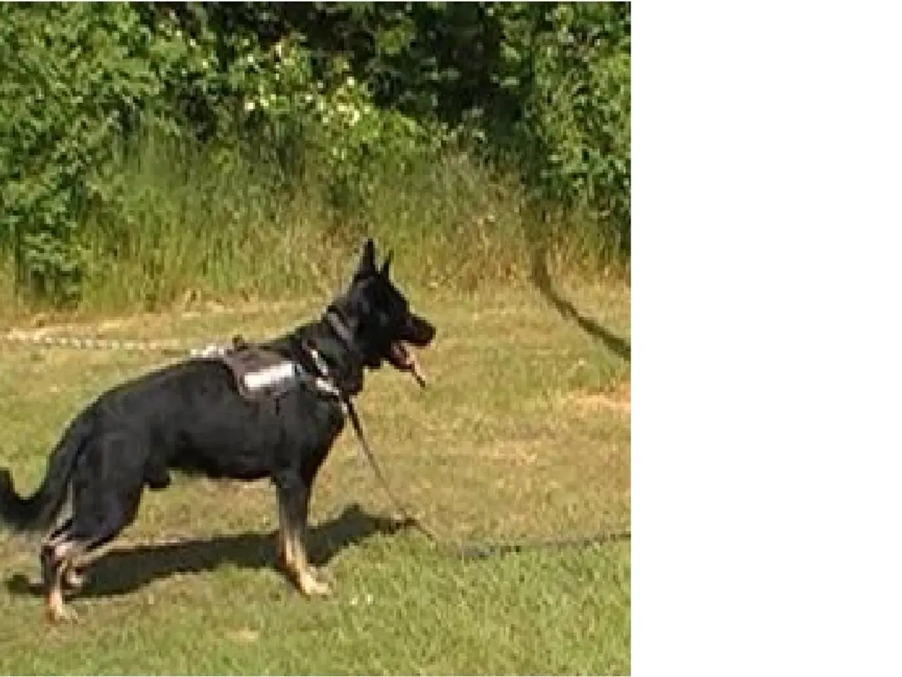 Billede 1 - 1,2 hvalpe til salg